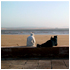 Essaouira Plage